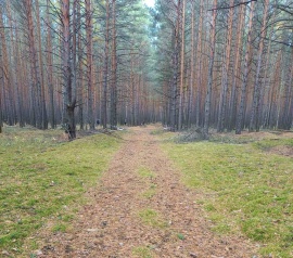 Прирезка лесных участков Кадастровые работы в Лунинском районе